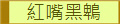 紅嘴黑鵯